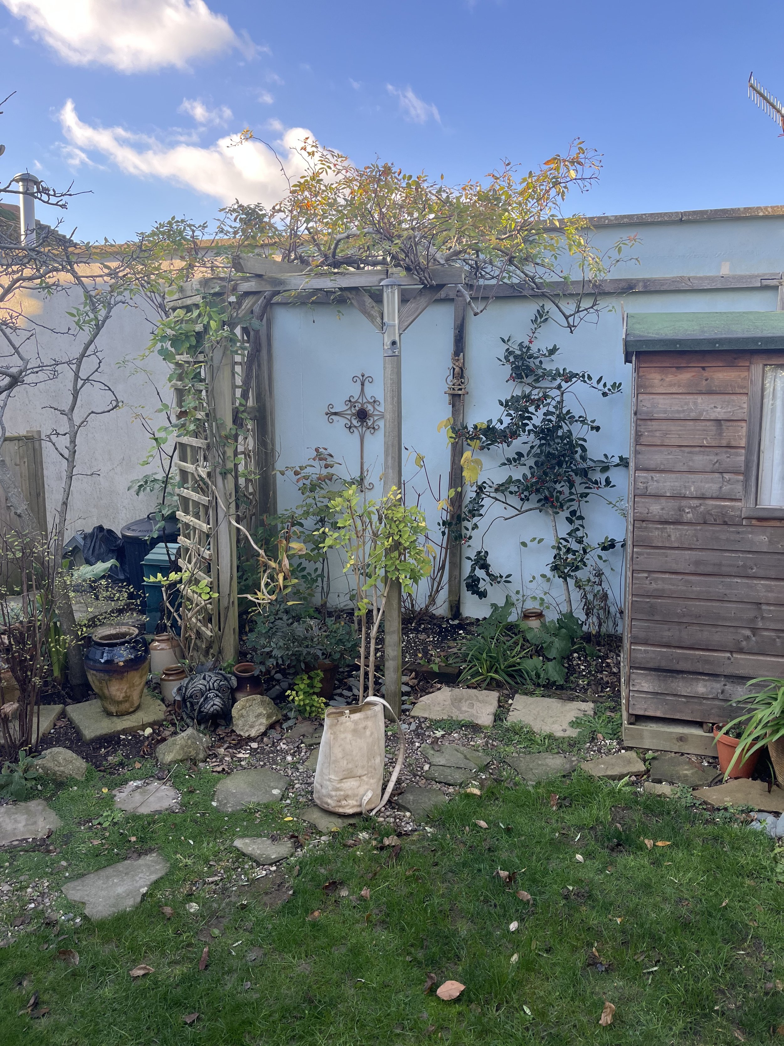 Before photo of pergola and climbing rose in the garden in Green Boys Garden Design project 'Salt House' in Saltdean, Brighton & Hove, Sussex. 