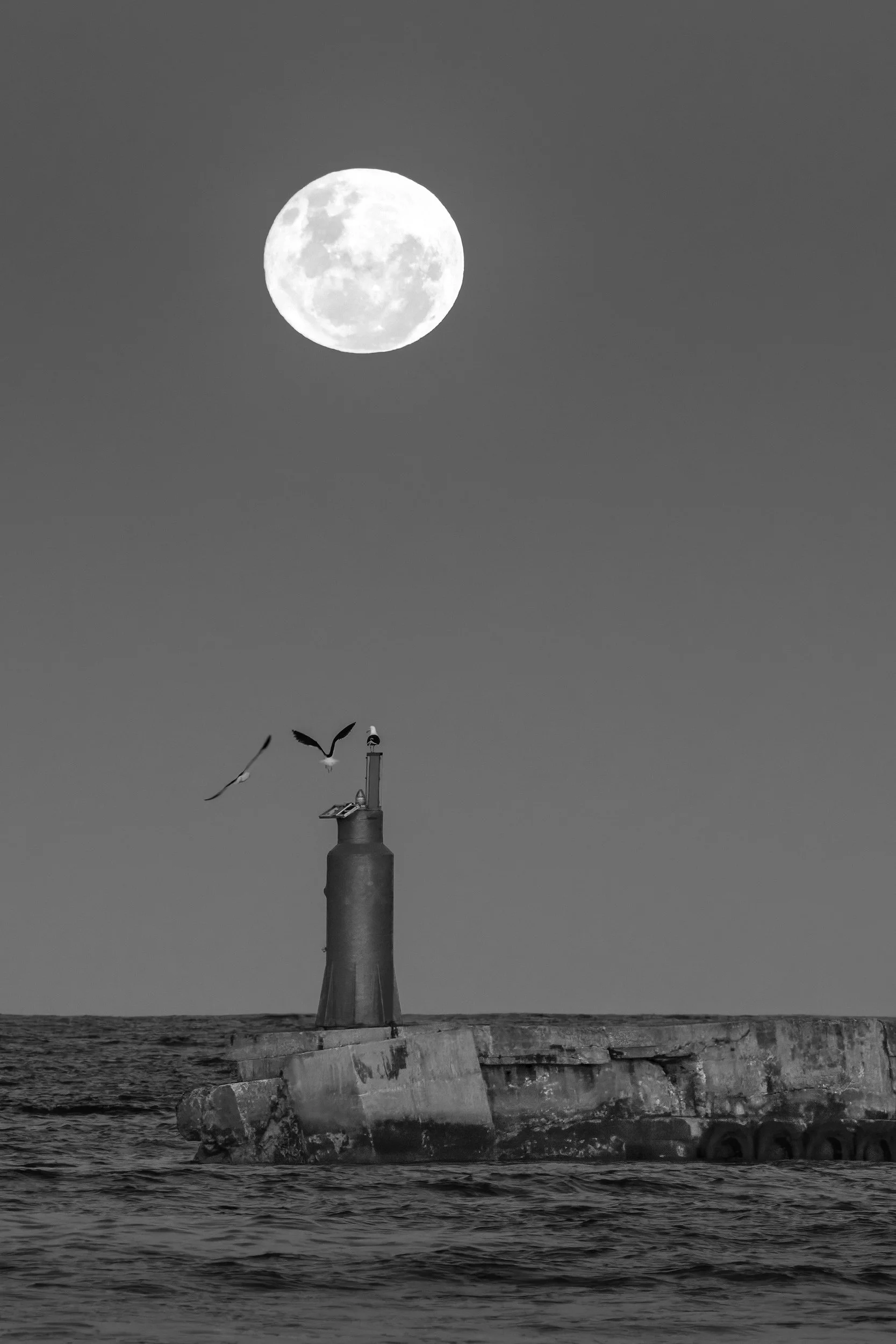 Moongulls.jpg