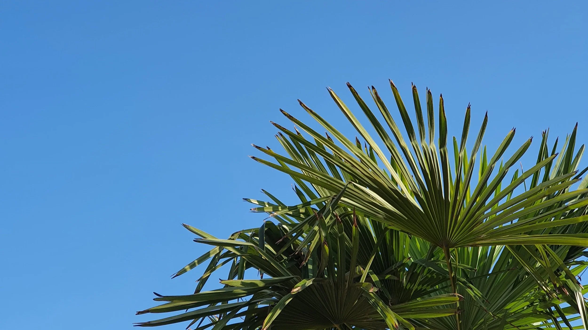 Hugh 10ft palm, against blue skies of Chester. Garden design. Jane Houghton