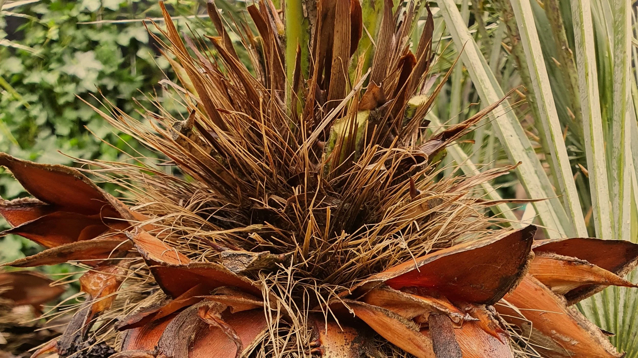 Seeding head from Palm