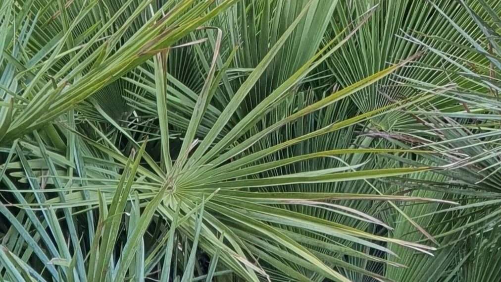 landscapers looking at specimen palms to be planted