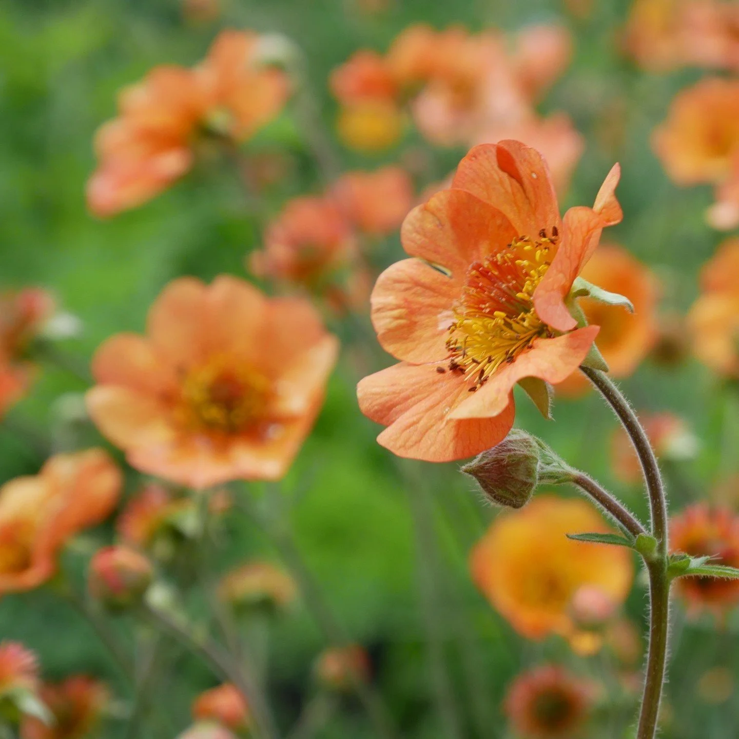 You see them at every Chelsea, but this year the orange coloured Geums have run wild and really caught the imagination of gardeners and designers alike. 

Here's why they are such a useful plant&hellip;

Geums are known for their tolerance to differe