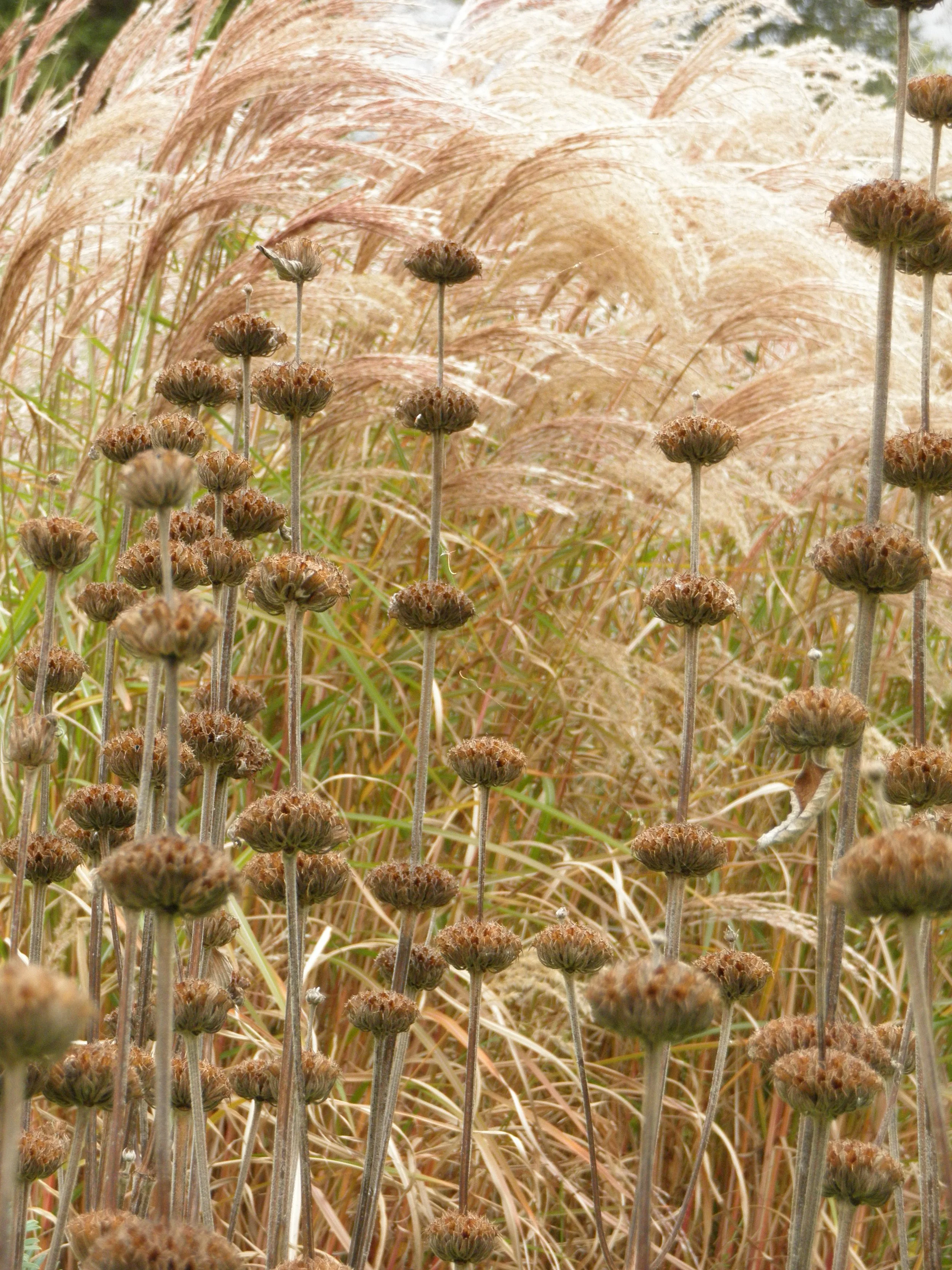 early oct 2011 086.JPG