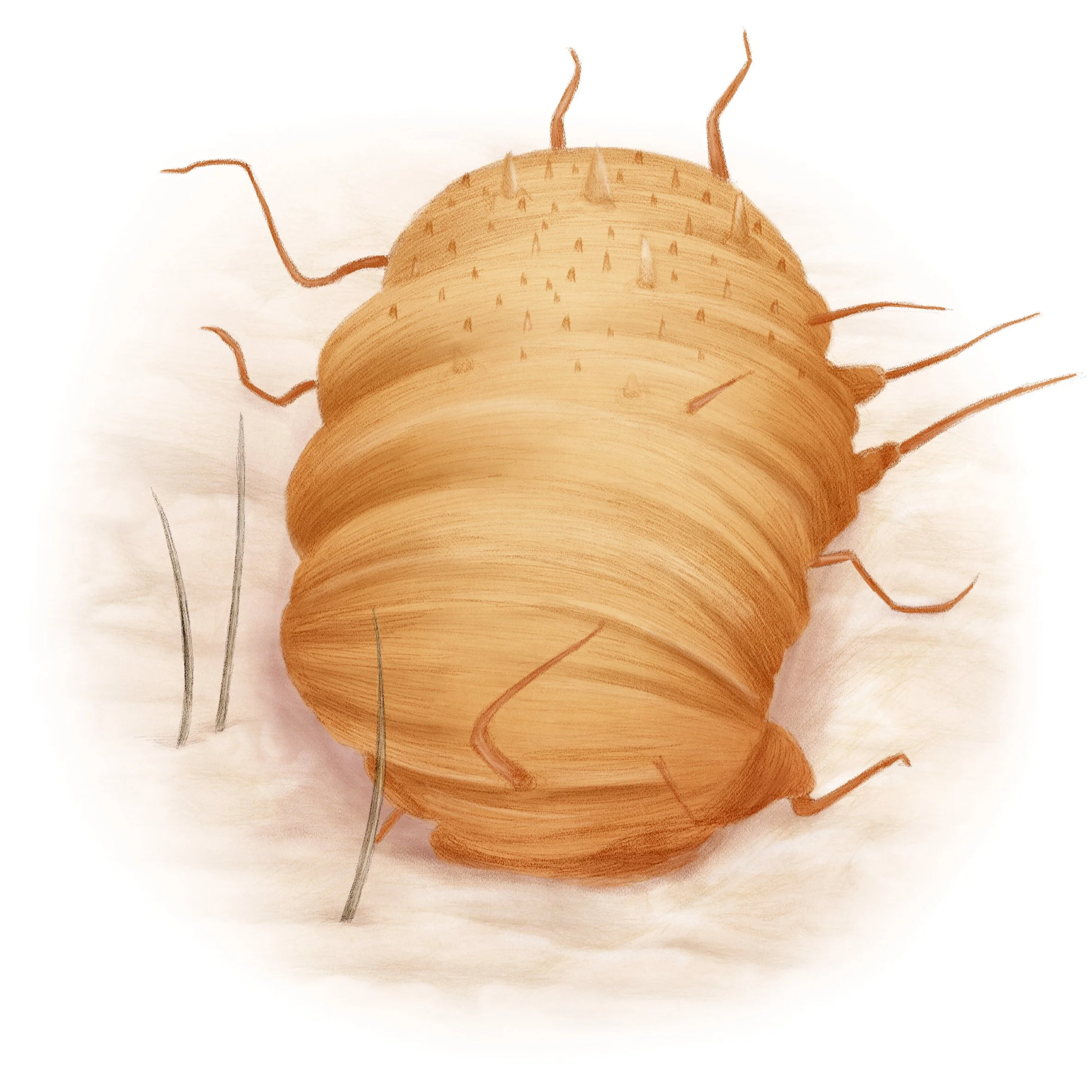 The rise of scabies in the Netherlands (newspaper NRC)