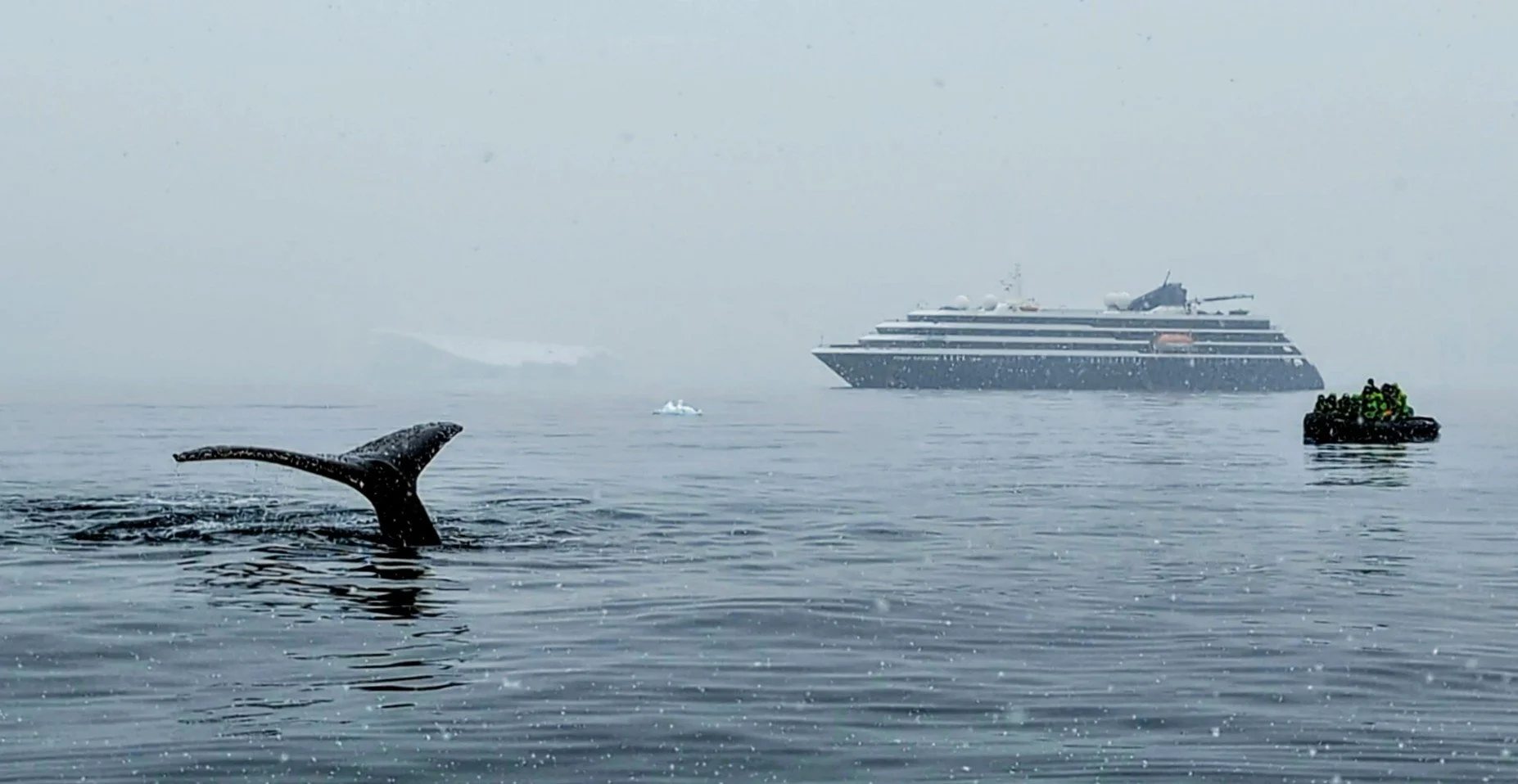 Humpback whales watching from a zodiac in Antarctica