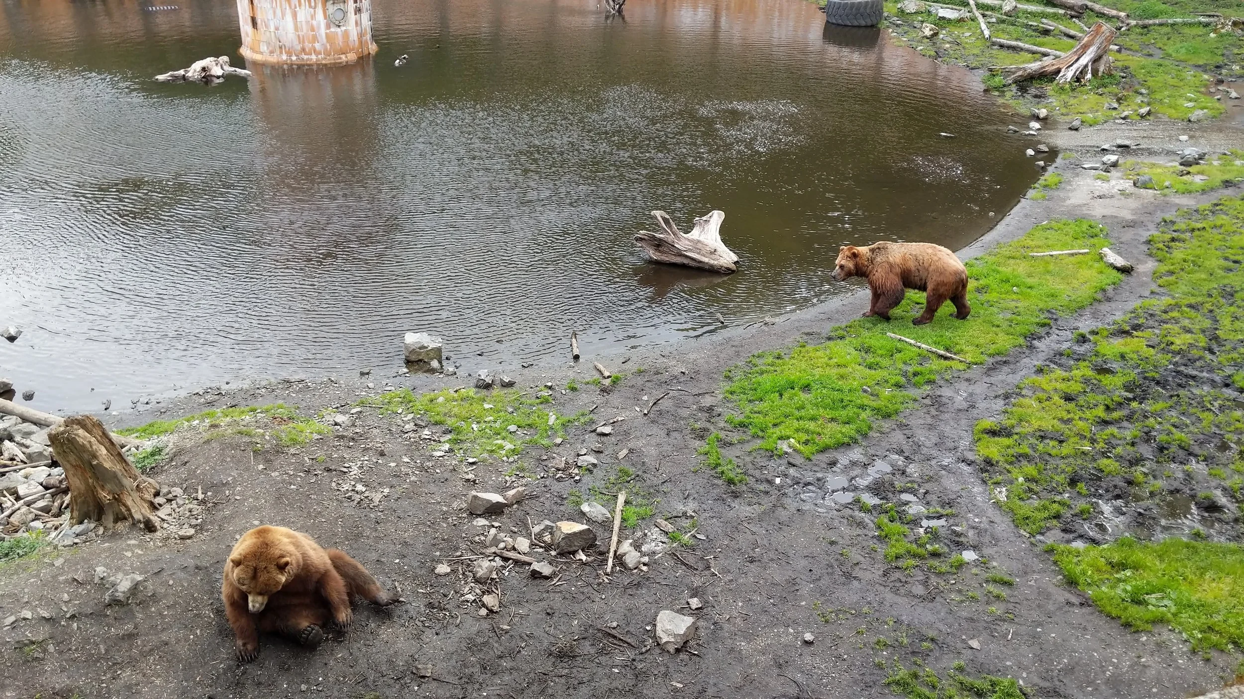Fortress of the Bears center in Sitka, Alaska