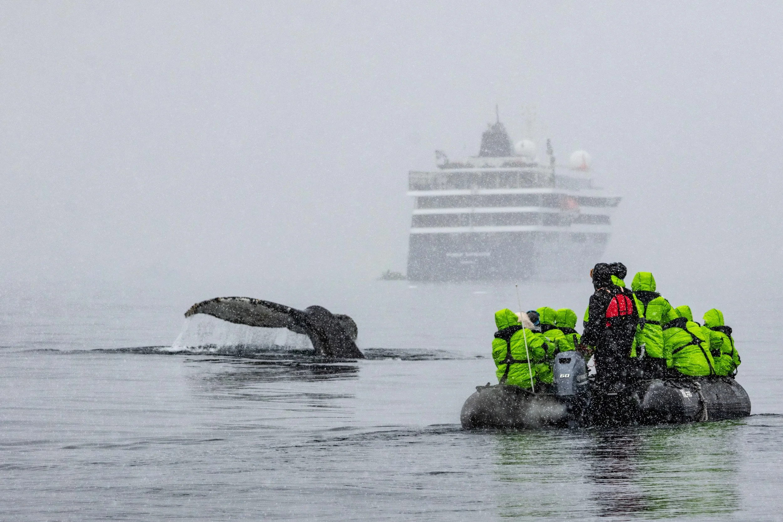 Whale watching on an expedition cruise with Atlas in Antarctica