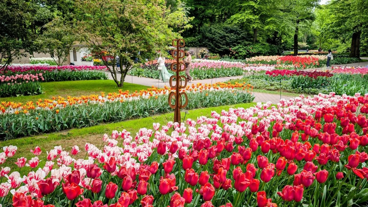 Tulips at Keukenhof Gardens in the Netherlands