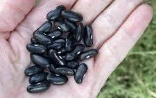 Successful Seed Sowing !