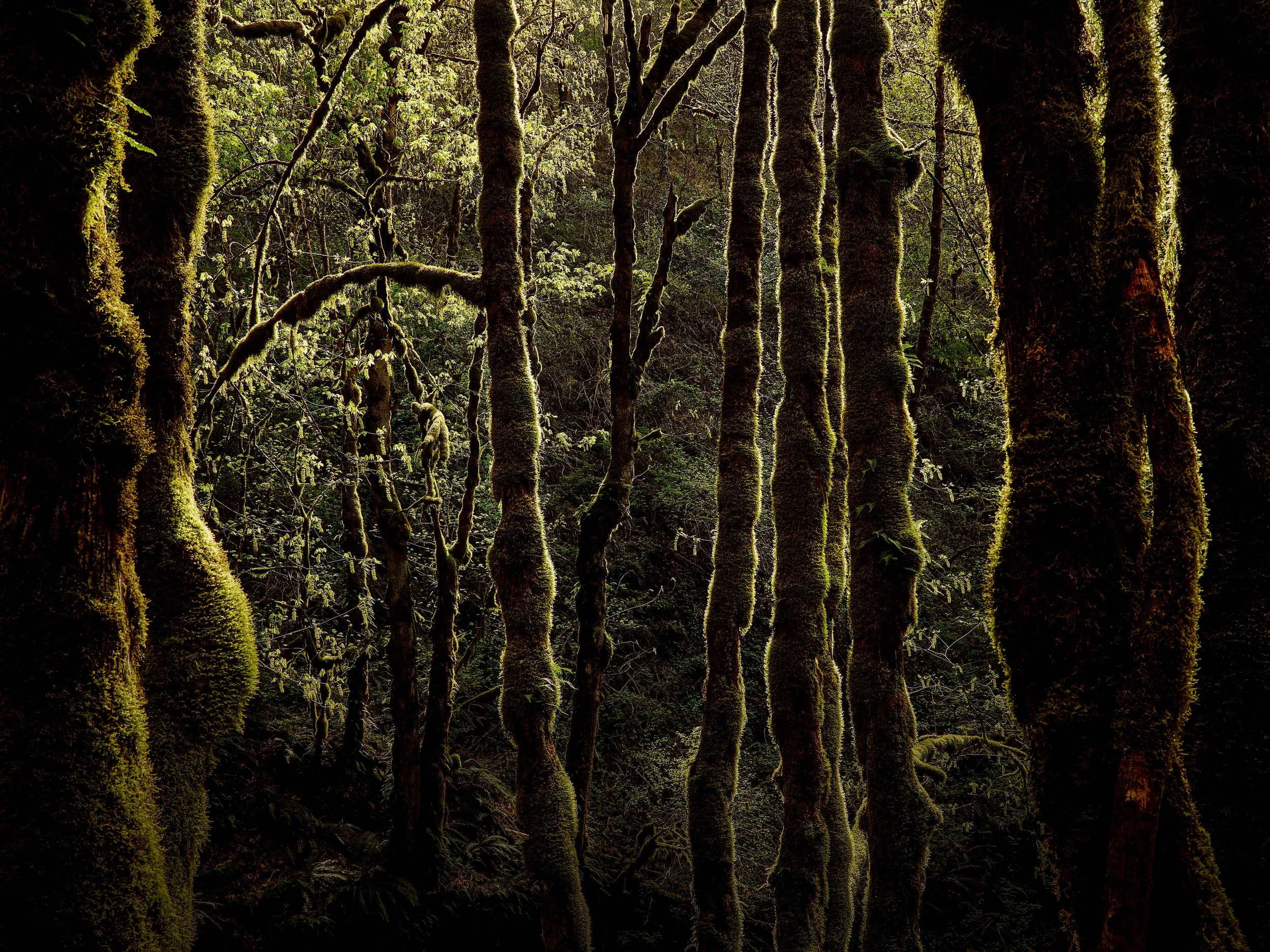 <u><a href="/artists/ryan-gobuty"target="_blank">Ryan Gobuty</a></u><p><i>Oregon 2</i>, 2024</p>