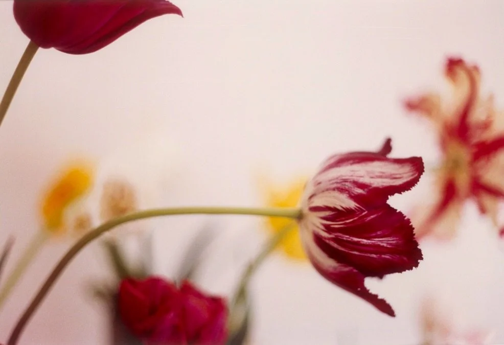 This year, FAPE sent works of art to Embassies in Belfast, Northern Ireland; Frankfurt, Germany; and Montevideo, Uruguay. We extend our great thanks to our Embassy Patron members who make these projects possible. Thank you!
&nbsp;
FAPE EMBASSY PATRON