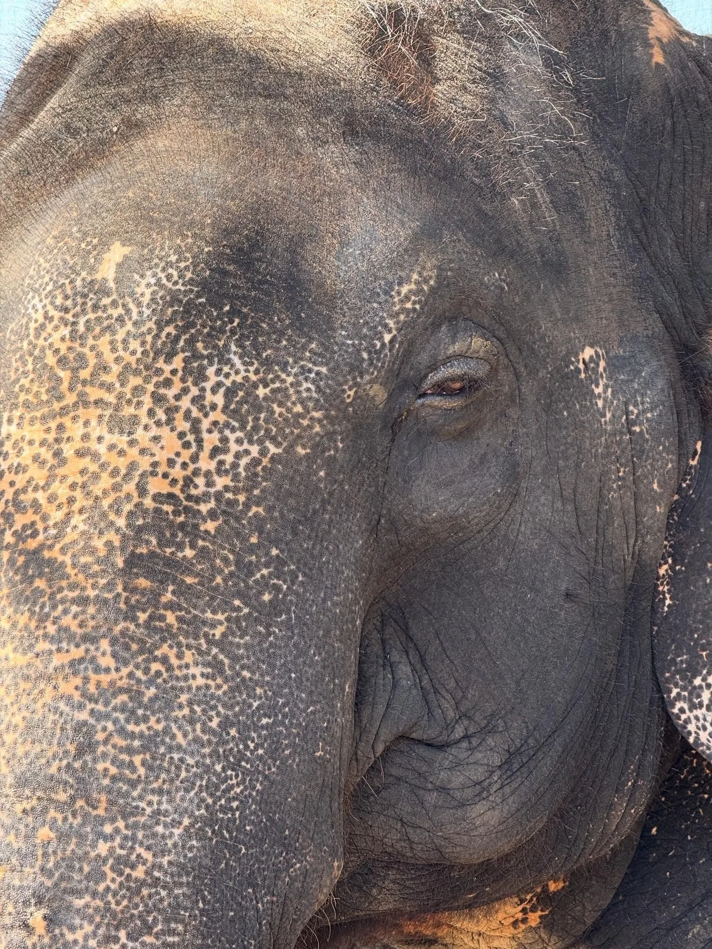 Laxmi and Rangmala are the resident elephants @deraamercamp in Jaipur. Rescued from hard labour, the elephants are provided with sanctuary at Dera Amer and lovingly cared for by their caretakers. 

The essence of Dera Amer is animal welfare. However,