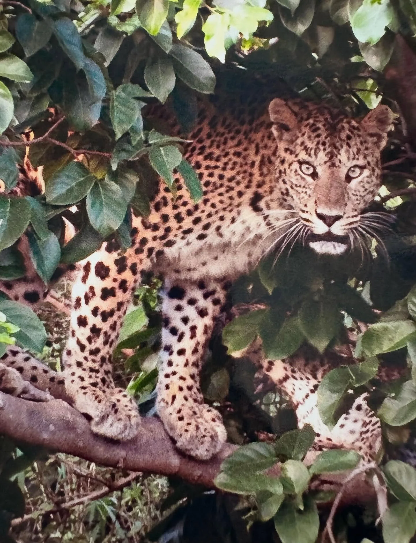 Rawla Narlai is a 17th century heritage hotel in the village of Narlai. They offer leopard safaris in the nearby Jawai Leopard Sanctuary. 
We headed out at 6am to look for the elusive, shy leopards and were not disappointed. Our guide happily shared 