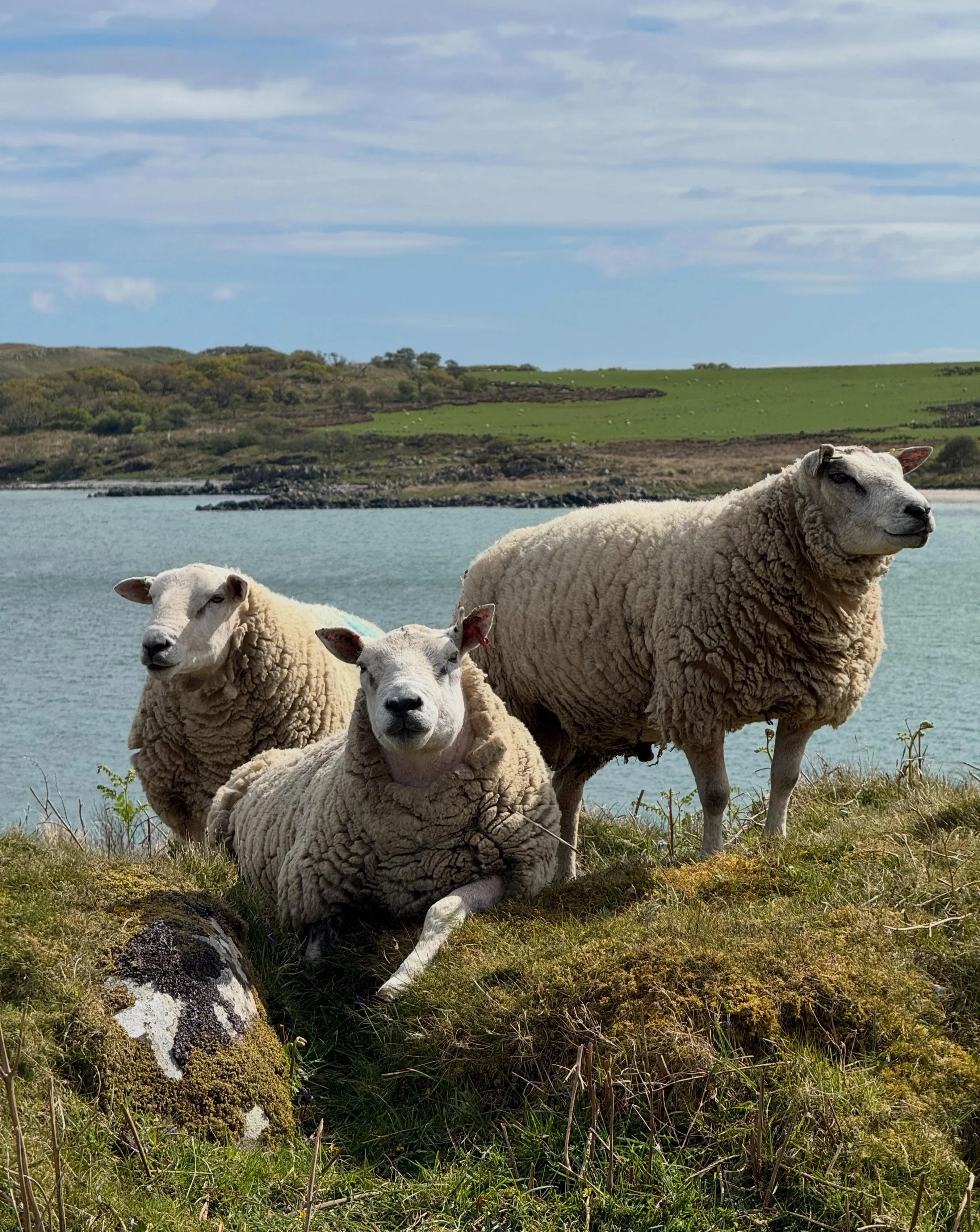 Sheep family portrait 🏴󠁧󠁢󠁳󠁣󠁴󠁿
.
.
.
#moresheepthanpeople #islaysinglemalt 
#travelmore #offthebeatenpath
@cathyheads 
@greatbritainandirelandtravel 
@heatherrobinsontravel