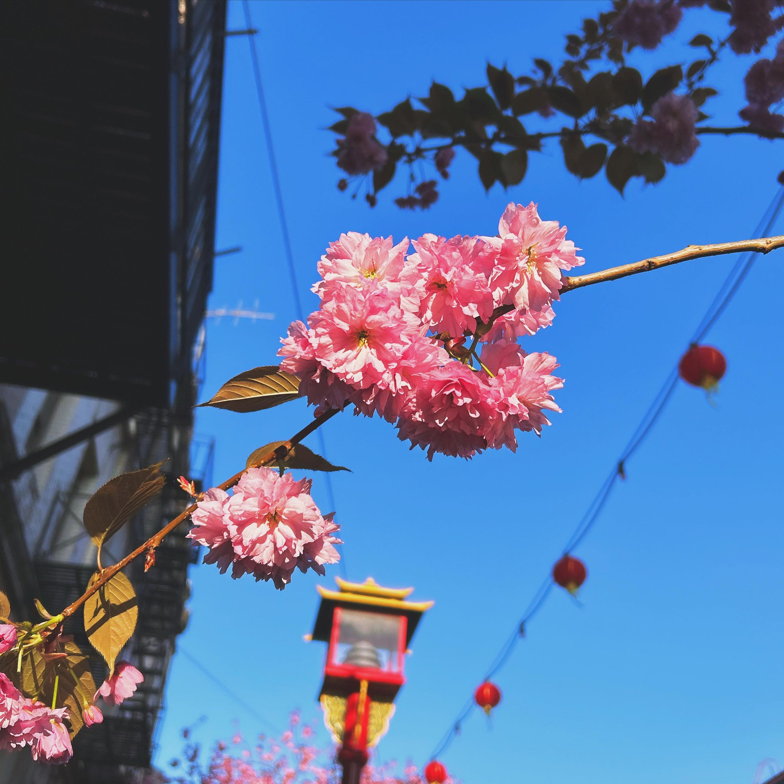 Springtime in Victoria 🥰 🌸🌸🌸