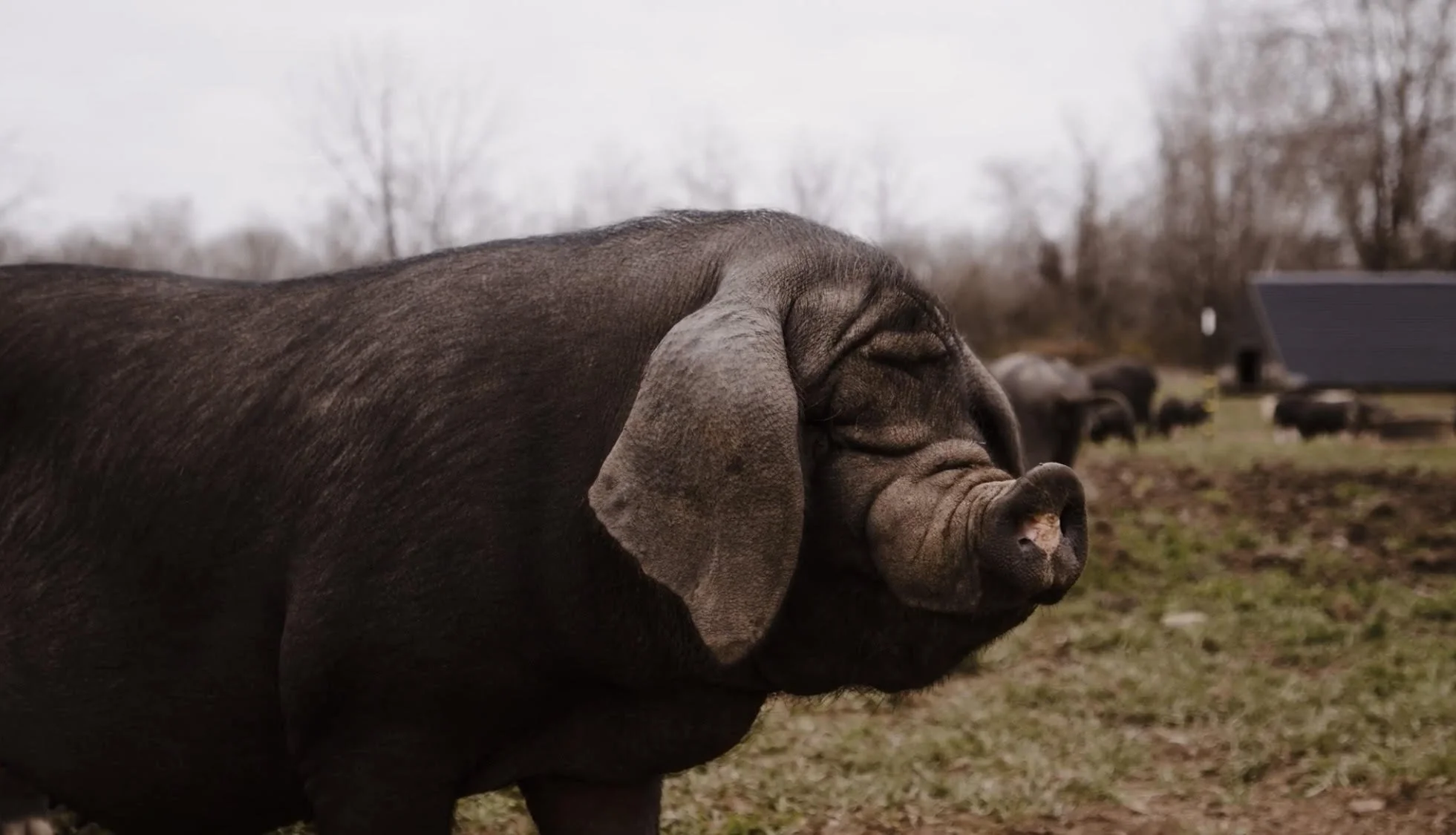 Heritage Meishan pigs on the farm