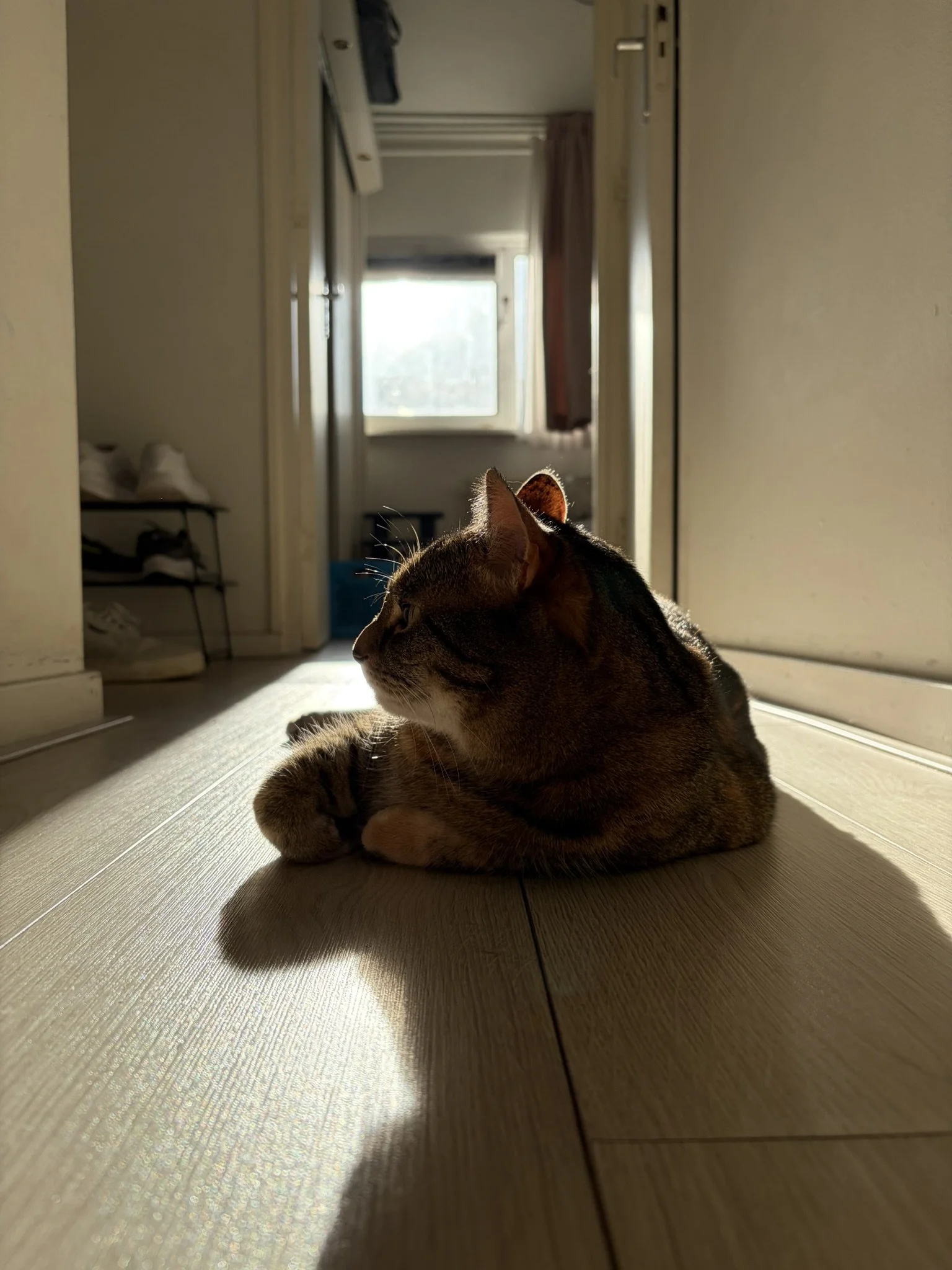 IMG_4678.JPEG
