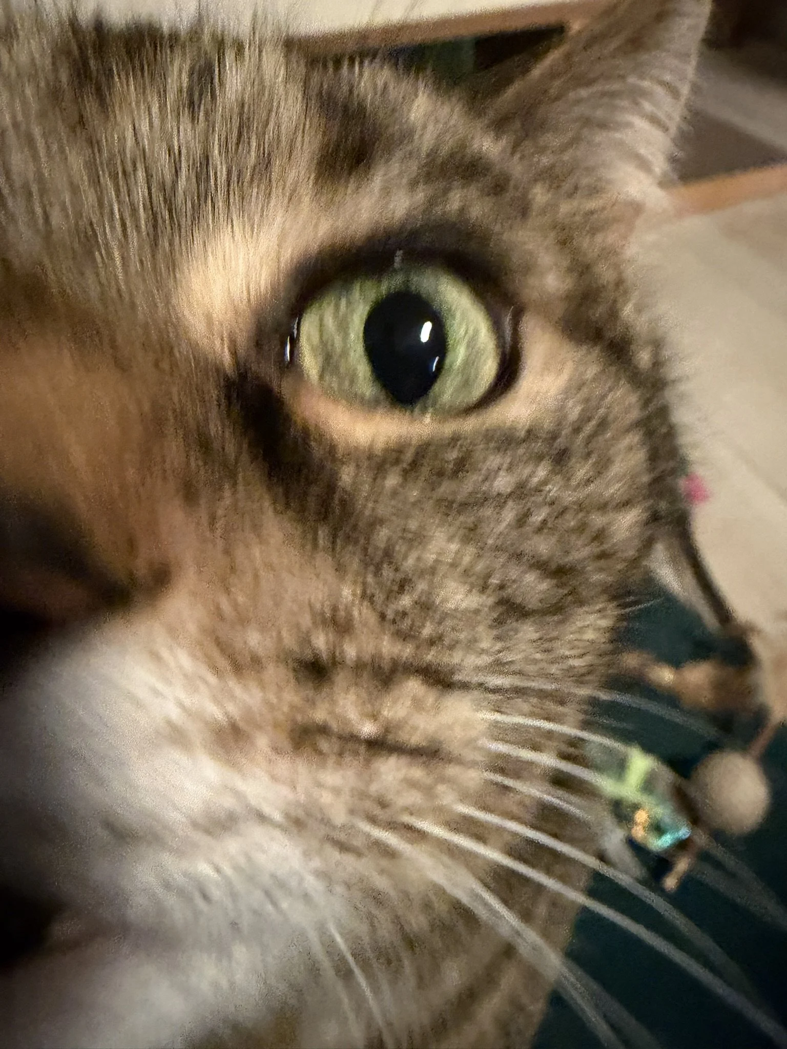 IMG_4251.JPEG