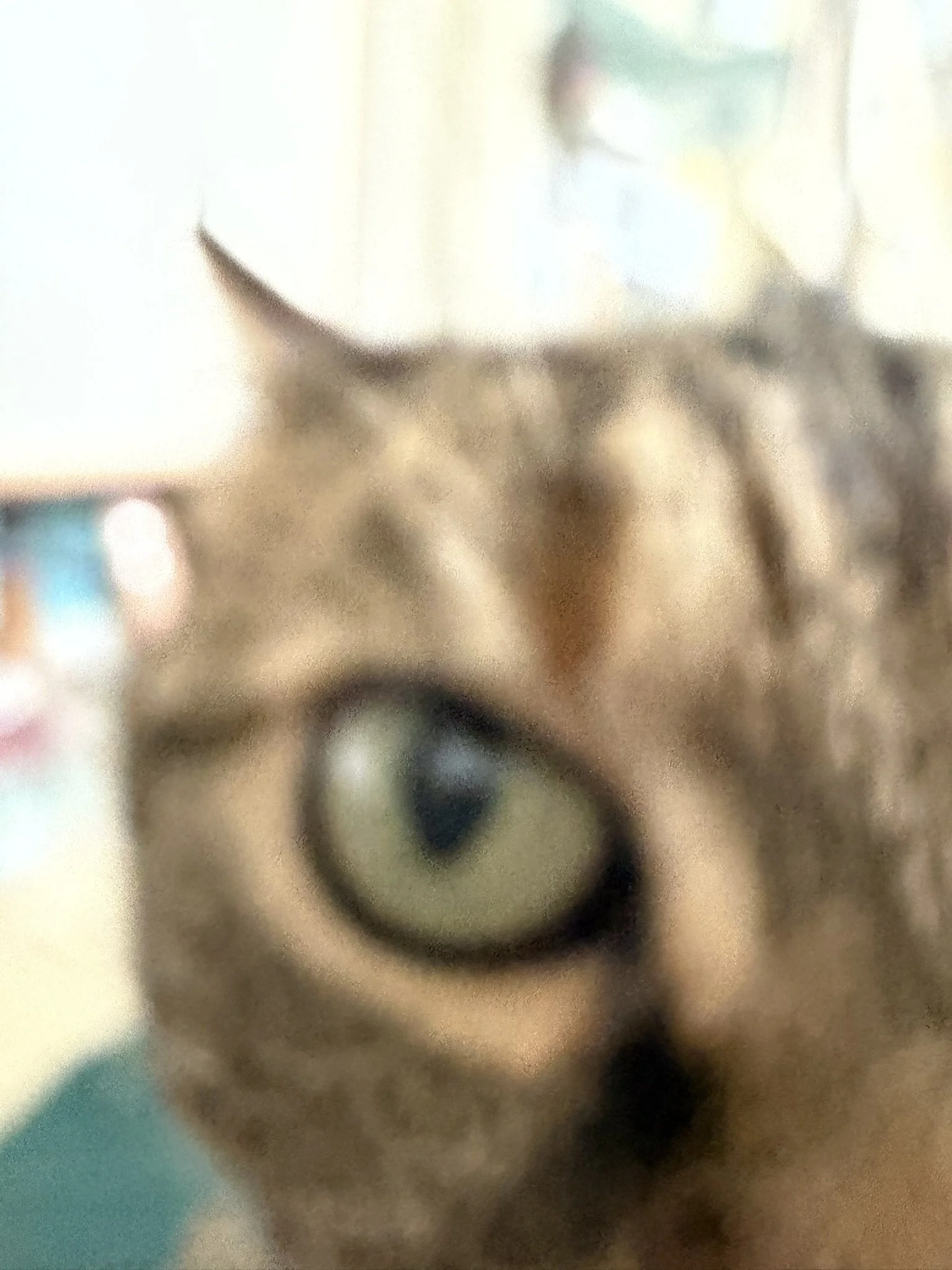 IMG_4305.JPEG
