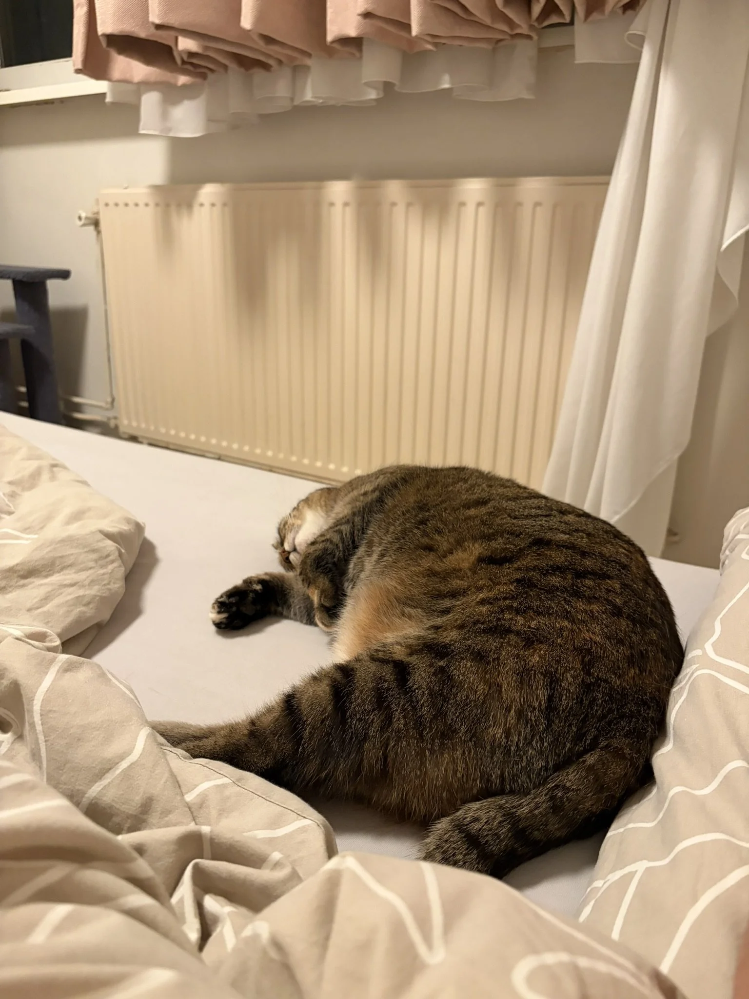 IMG_2916.JPEG