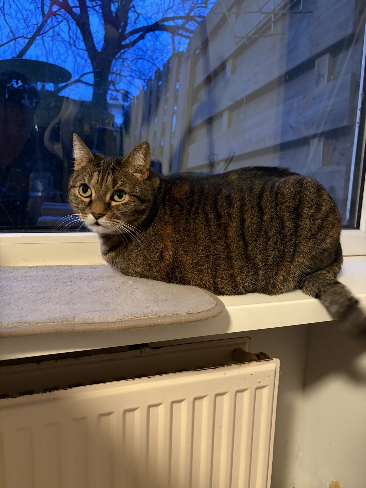IMG_3036.JPEG