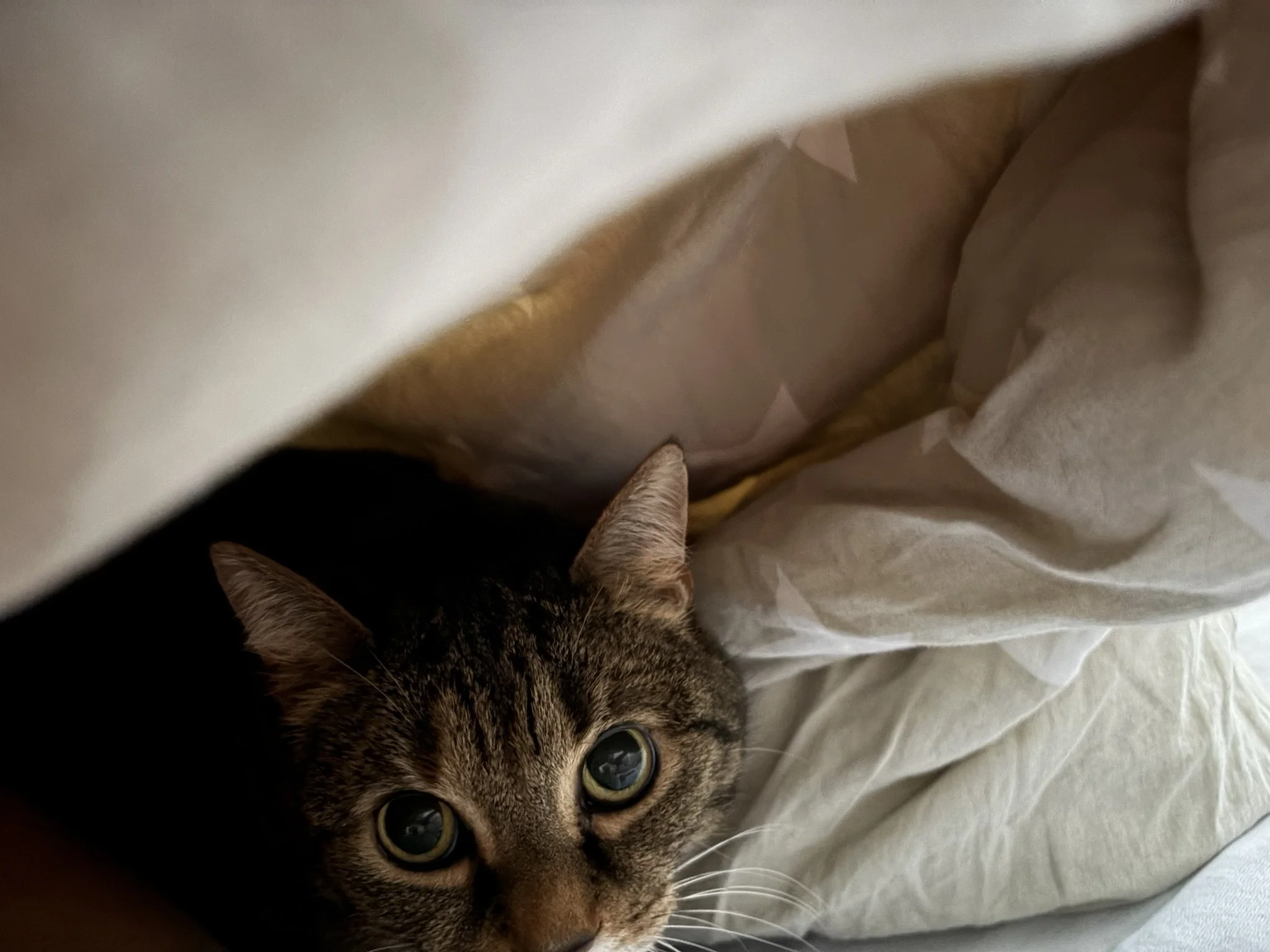 IMG_2695.JPEG