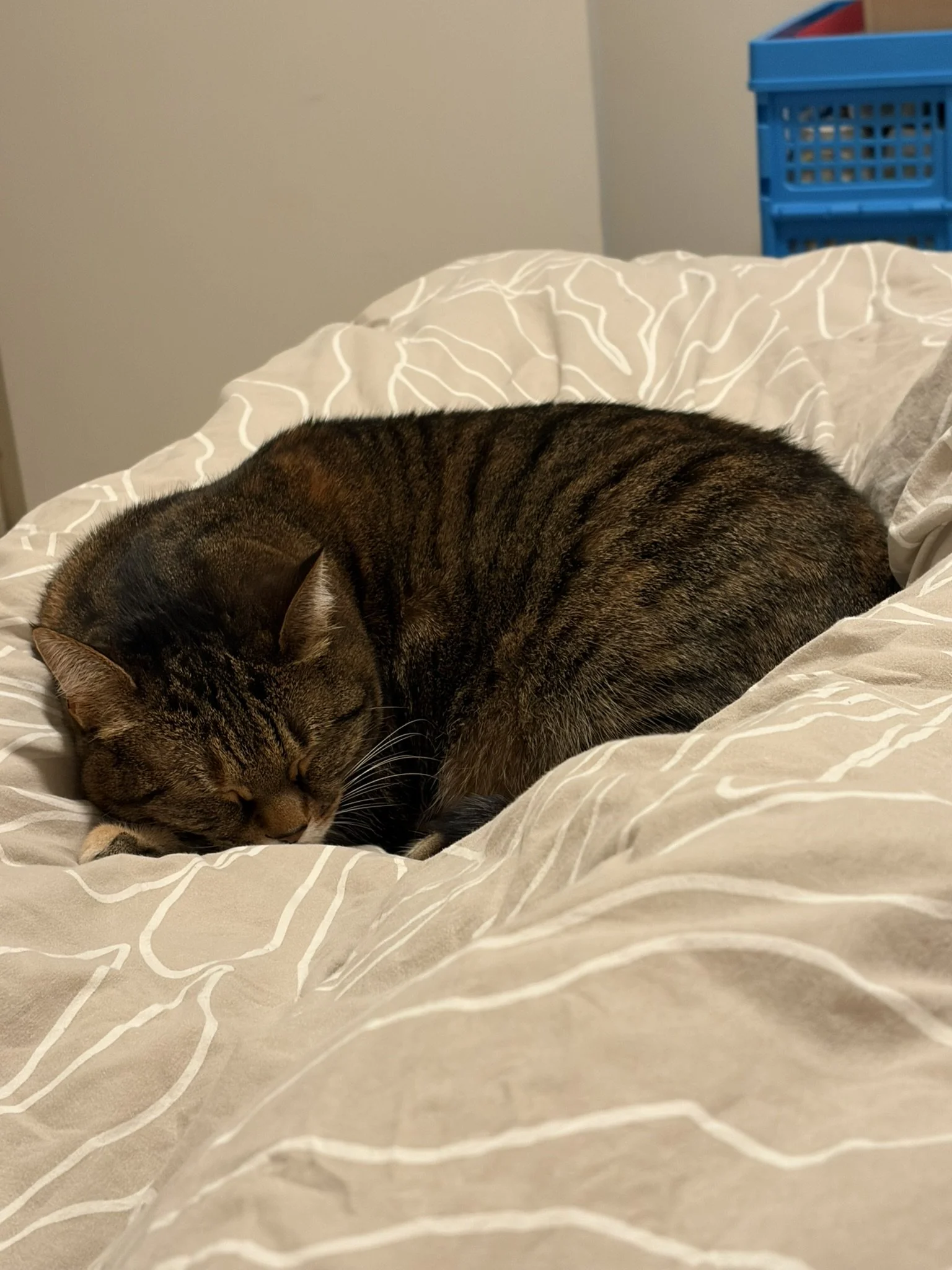 IMG_2118.JPEG