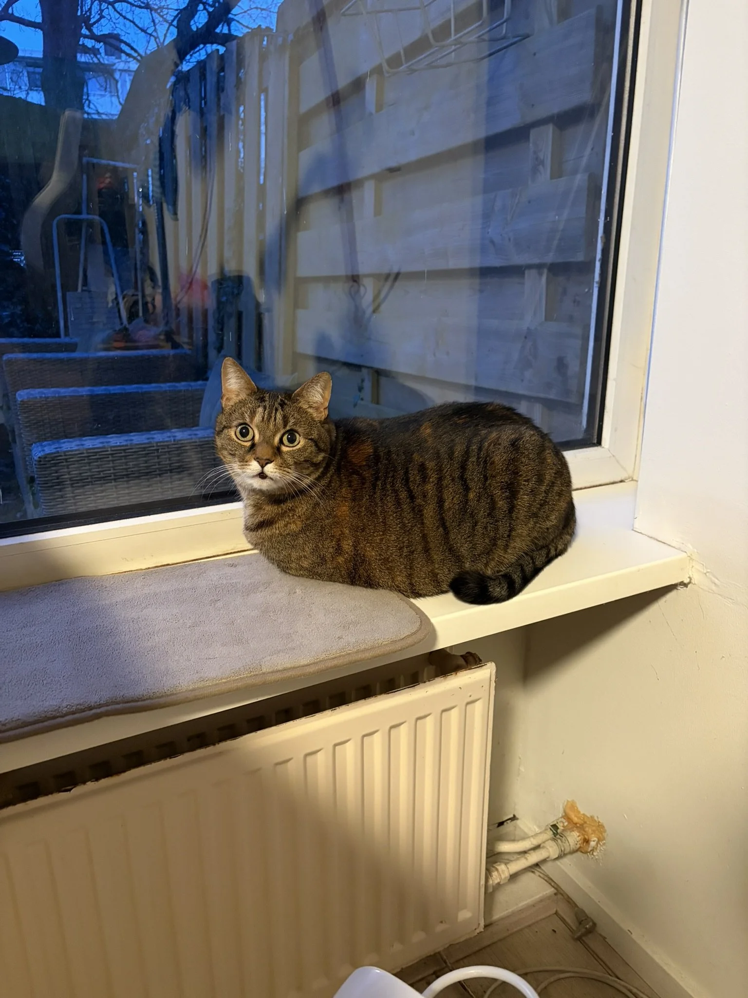 IMG_3032.JPEG