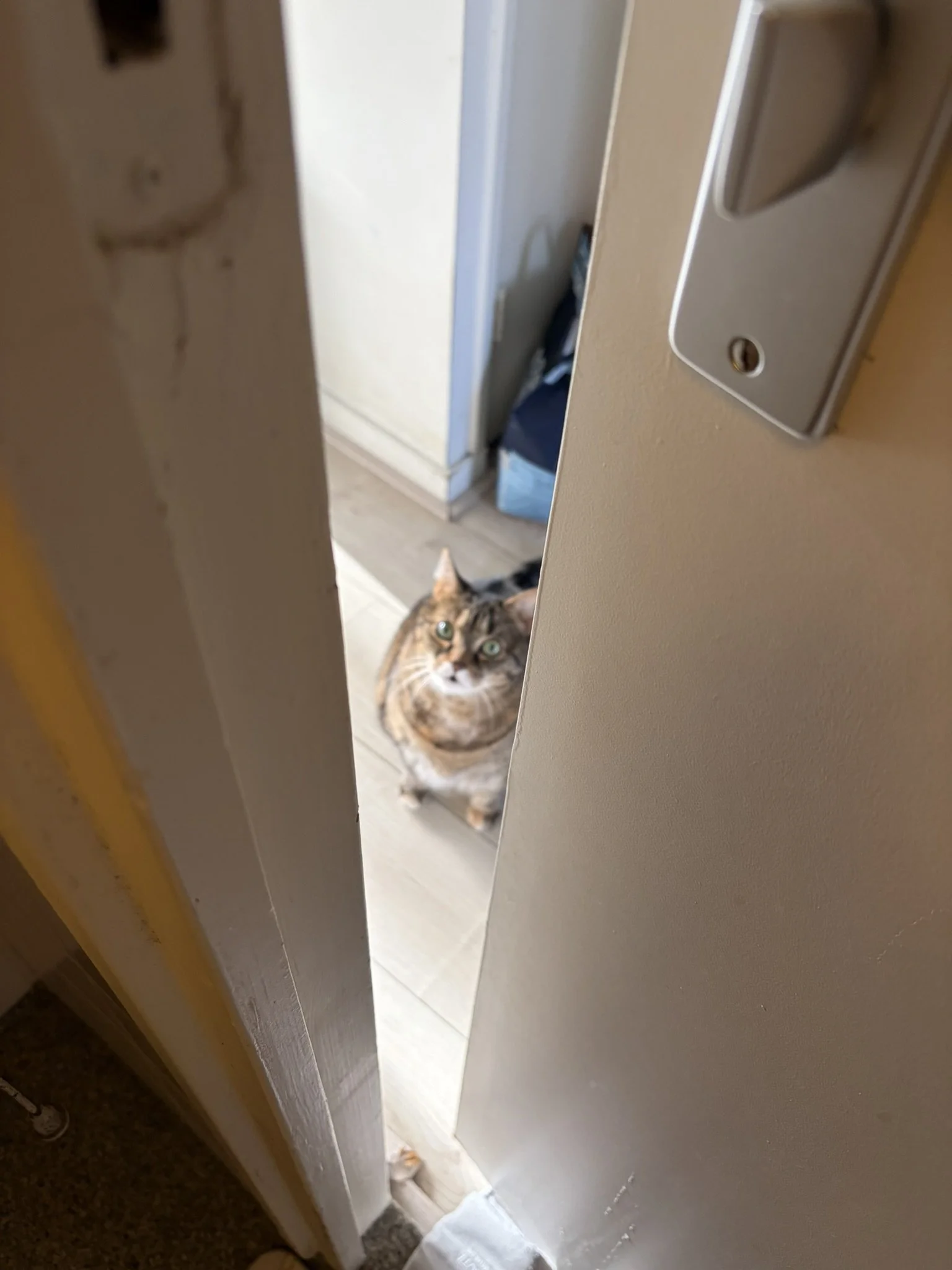 IMG_4321.JPEG