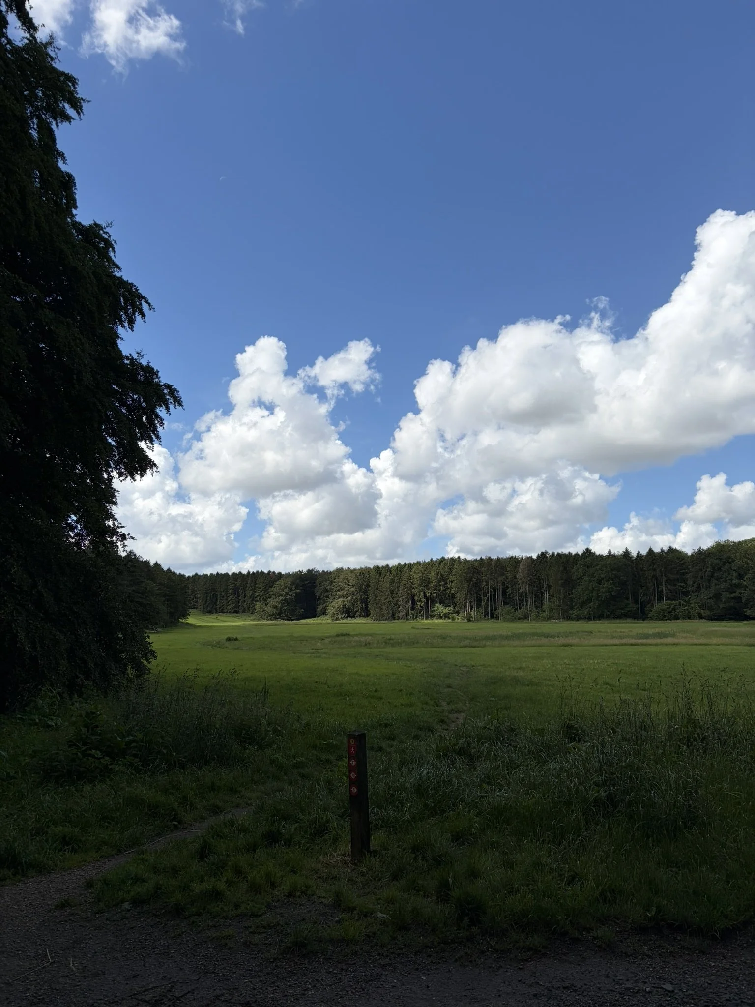 IMG_5801.JPEG