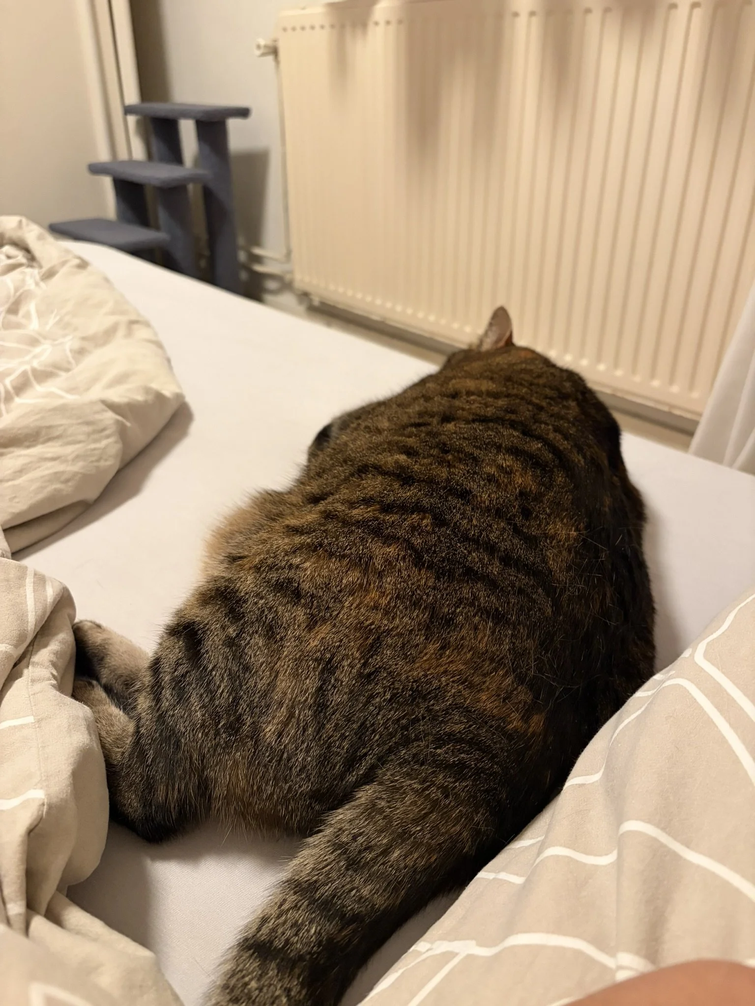 IMG_2913.JPEG