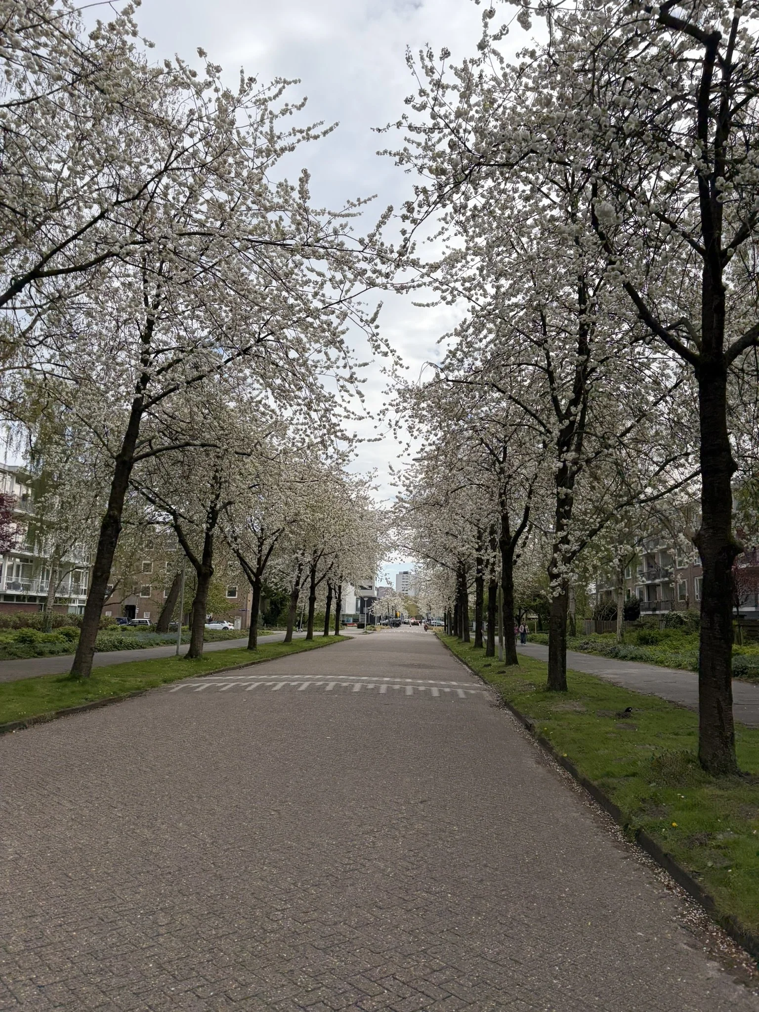 IMG_4446.JPEG