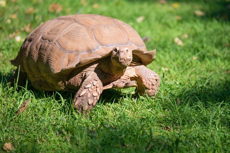 Winning new clients: are you a hare or a tortoise?