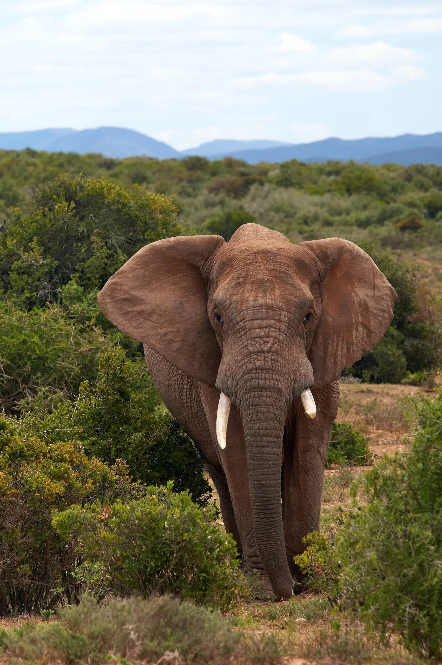 Elephant walking through low-lying scrub