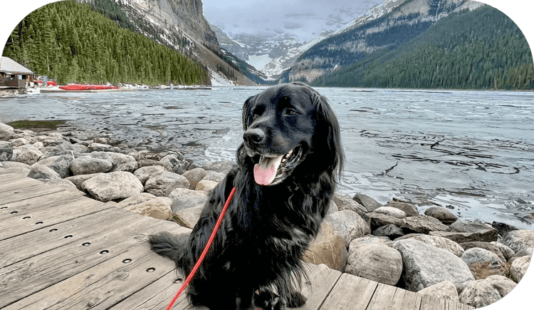 Happy dog in Canada