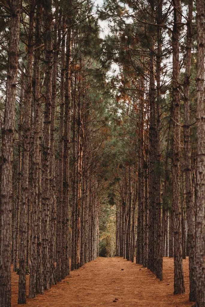 Florida's only forest-themed wedding venue ceremony path at The Pinery Forest and Garden near Clermont