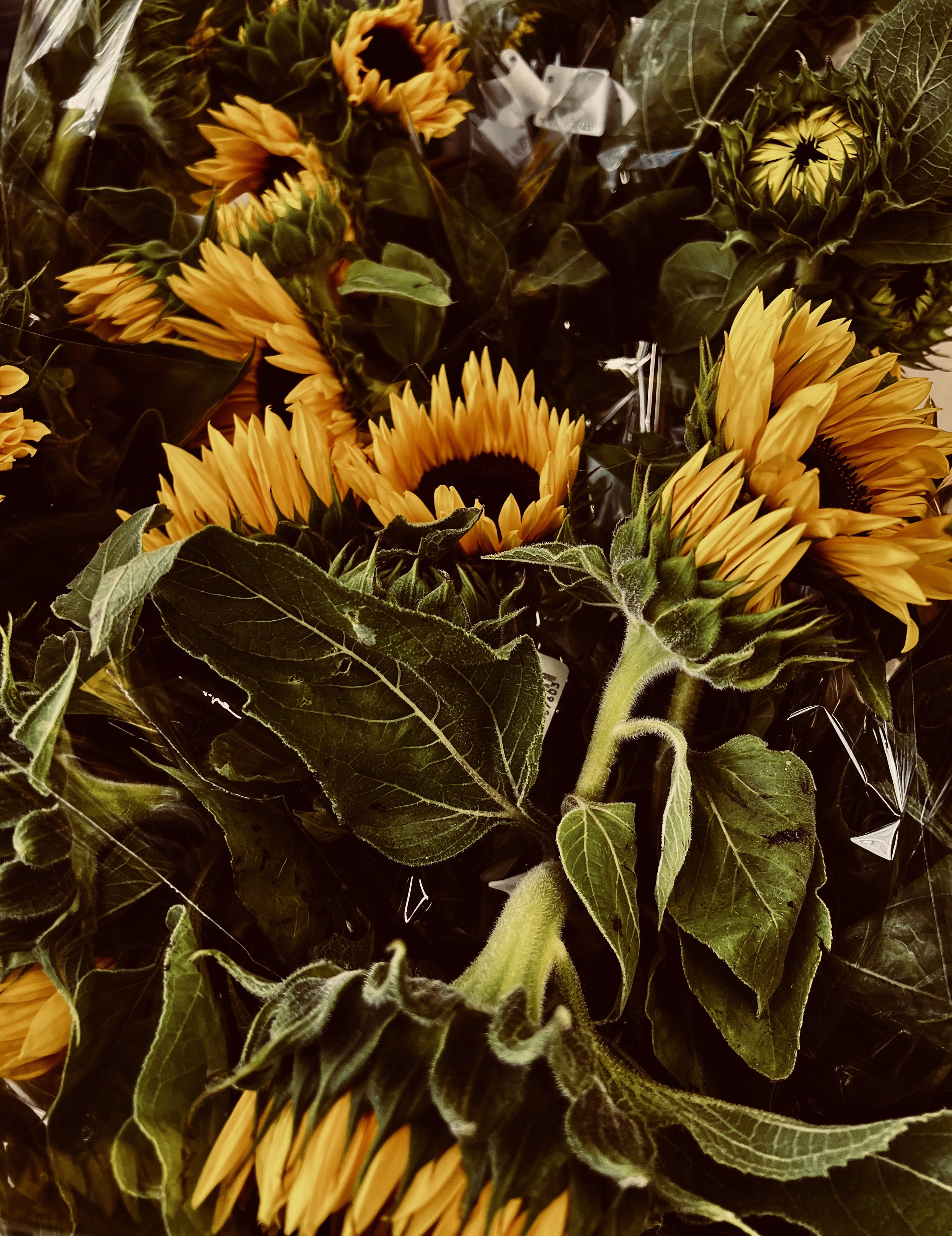 SUNFLOWER HEAVEN.