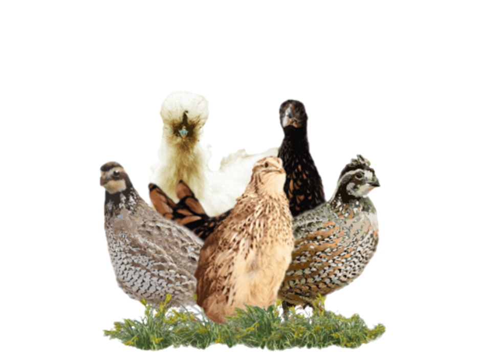 Just Wingin&#39; It Gamebirds