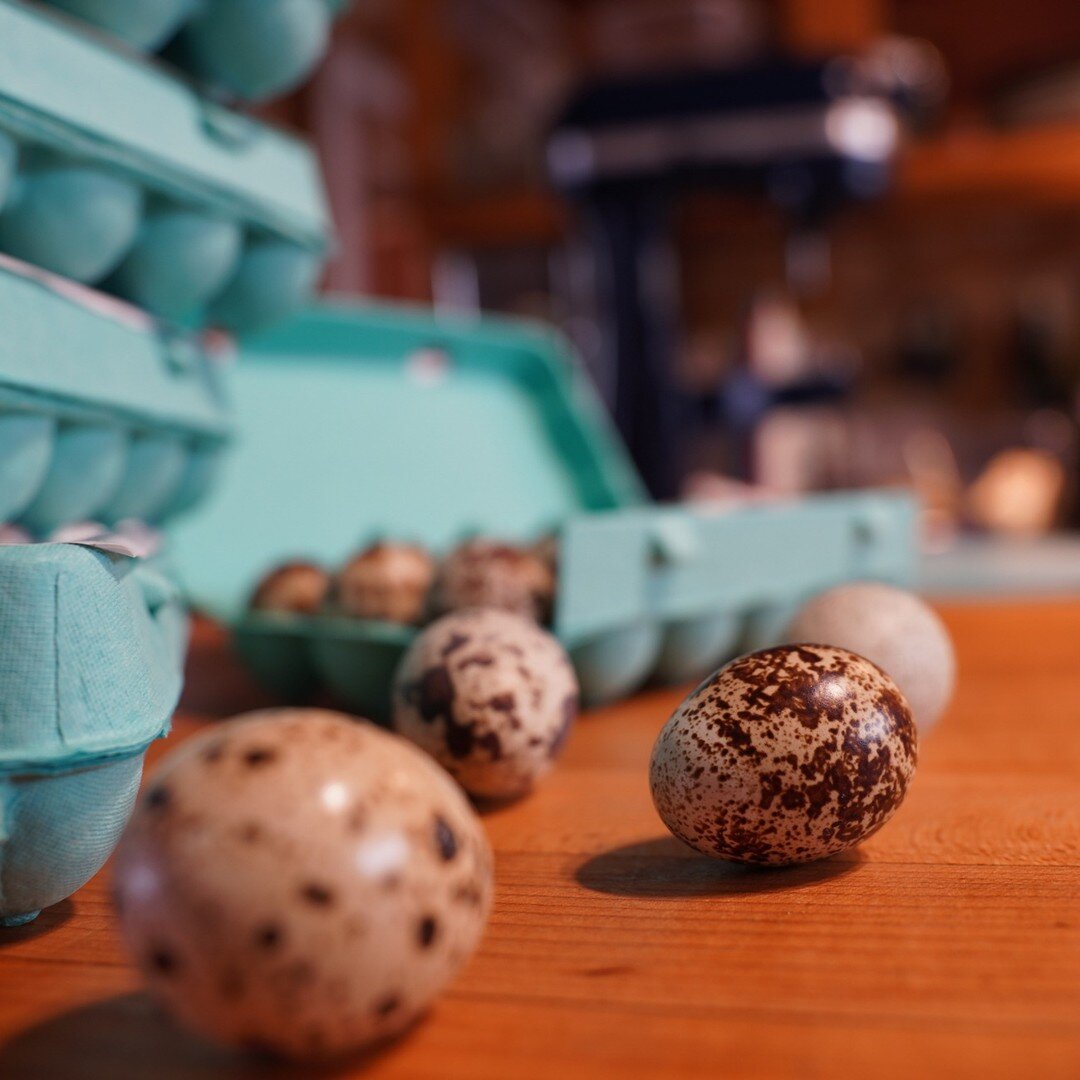 We are now selling table eggs! Quail eggs have many health benefits! Just google it:) Our eggs can be shipped straight to you to enjoy #quaileggs #breakfast #healthy #dogtreats #workoutroutine

Buy Here:
https://app.barn2door.com/jwigamebirds/all/Ynx