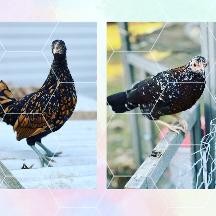We have Bantam Chicks available for pick up today through Thrusday! You can order them on our website to reserve them now! #babychicks #bantamchickens #farmfresheggs #adorable #easy #backyardchickens #madisonchickens #madcitychickens

https://app.bar
