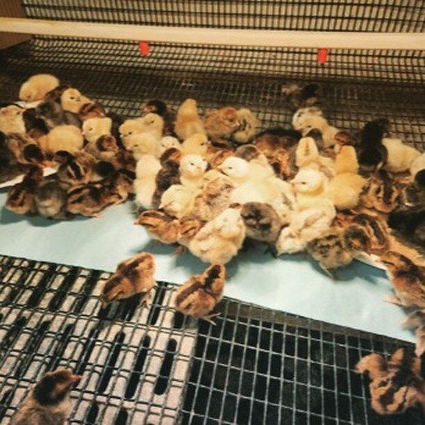 We have bantam chicks available! Order off our website to schedule your pick up as soon as Monday!

https://app.barn2door.com/jwigamebirds/all?sellerSubCategories=69037

#spangledoldenglishgamebantam #goldensebright #americuanachicks #silkiechicken #