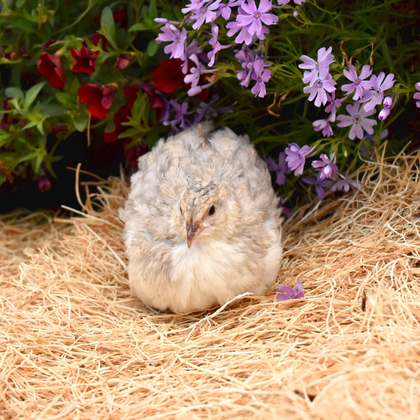 The end of our Coturnix Chicks shipping is coming soon MAY 30TH! 

All our shipped Coturnix Chicks are ON SALE NOW! 

SAVE $0.50-0.75 PER CHICK! 

Help our small family business sell out the rest of our coturnix for our 2023 season:) Sharing is appre