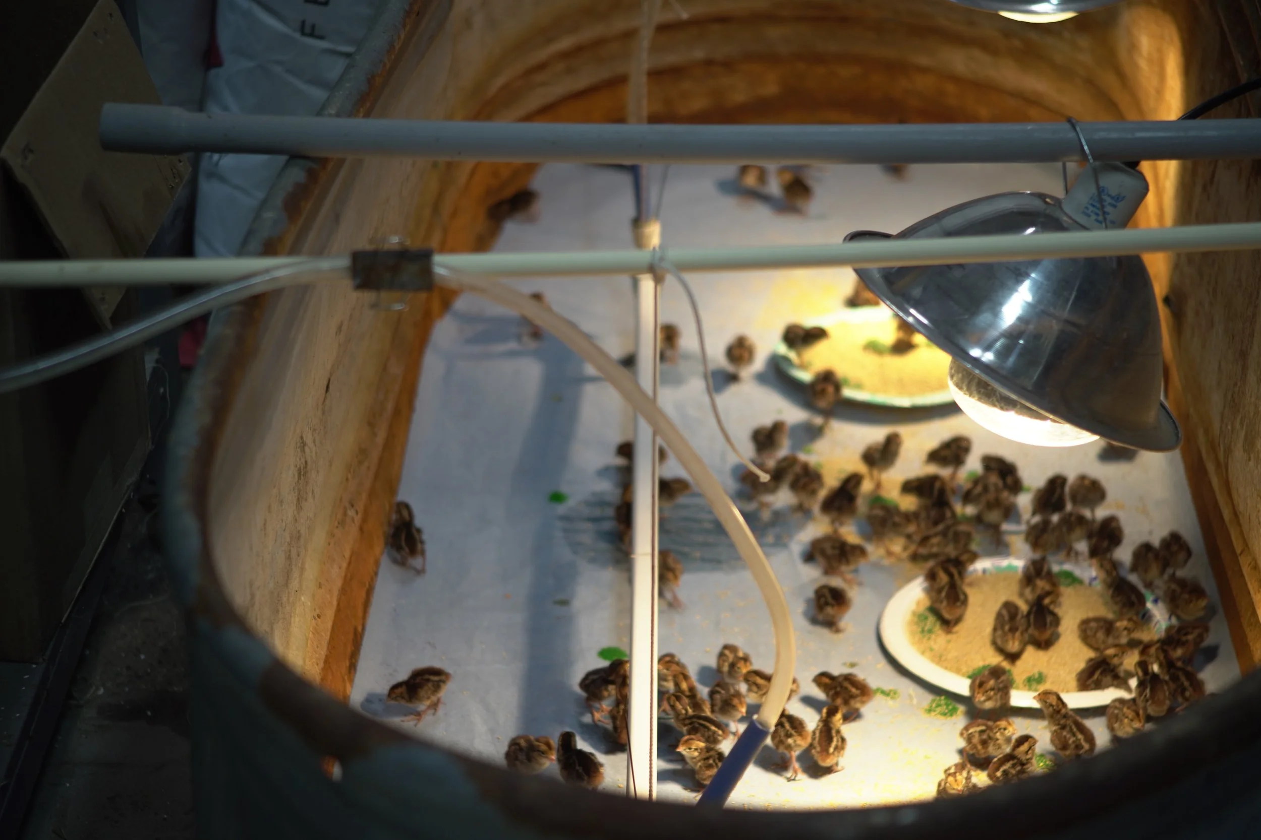 Live baby chicks in the Mail, What to do when you quail chicks arrive ...