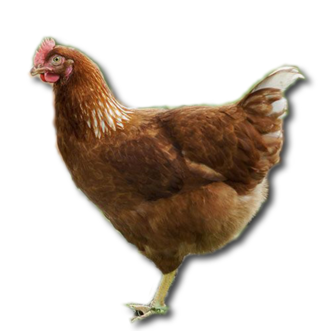 Laying hens — Just Wingin' It Gamebirds
