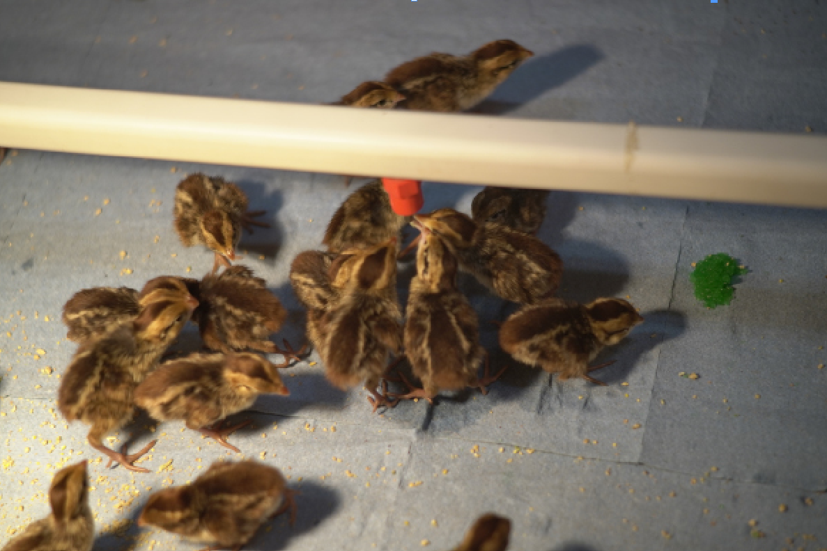 Quail Raising and Brooding, pure poultry fun — Just Wingin' It Gamebirds