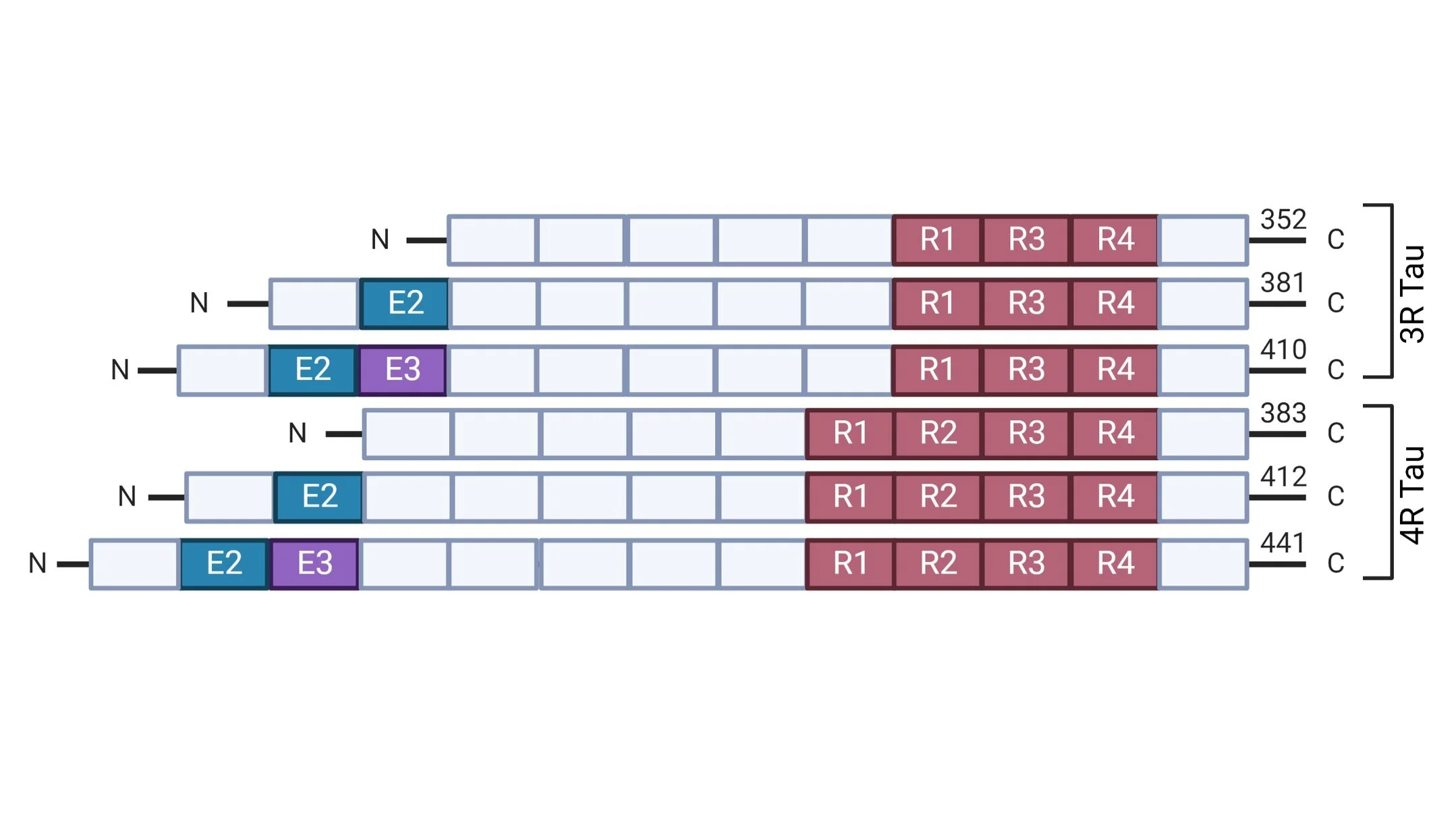 tau protein isoforms