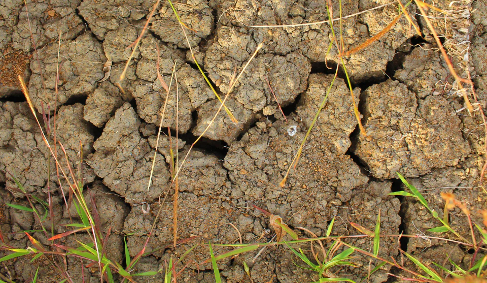 How to Improve Clay, Sandy, and Rocky Soils