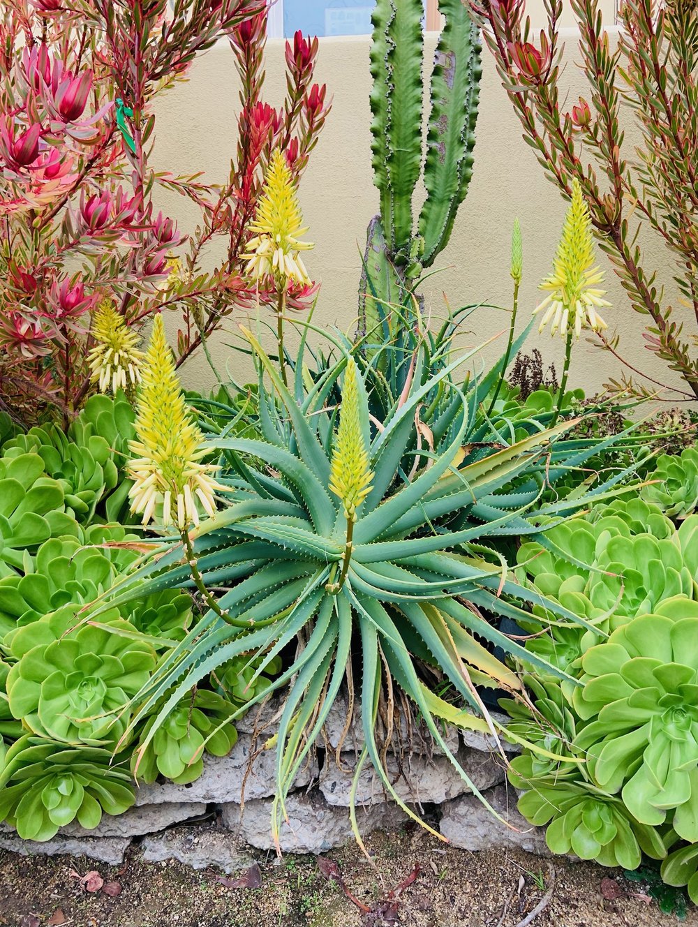 Aloe arborescens "Lutea"