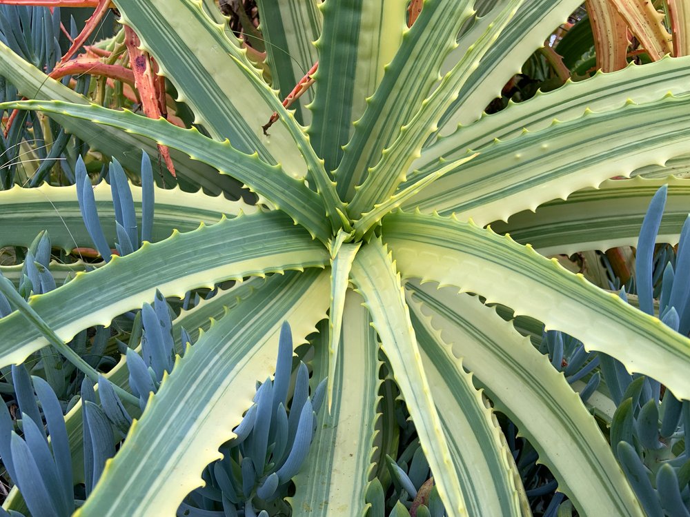 Aloe arborescens - variegated