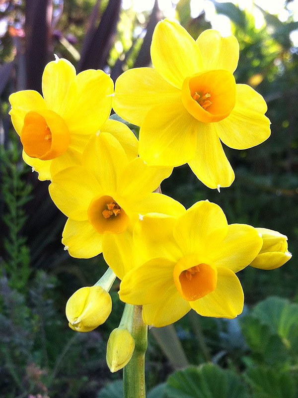 Narcissus 'Grand Soleil D'Or'